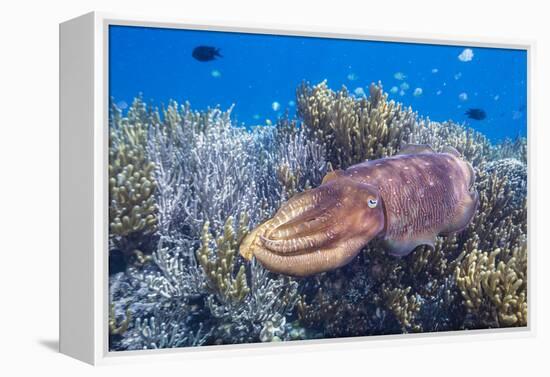 Adult broadclub cuttlefish on the reef at Sebayur Island, Flores Sea, Indonesia, Southeast Asia-Michael Nolan-Framed Premier Image Canvas