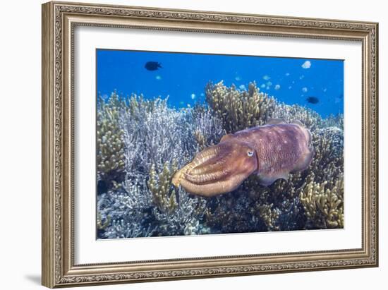 Adult broadclub cuttlefish on the reef at Sebayur Island, Flores Sea, Indonesia, Southeast Asia-Michael Nolan-Framed Photographic Print