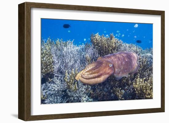 Adult broadclub cuttlefish on the reef at Sebayur Island, Flores Sea, Indonesia, Southeast Asia-Michael Nolan-Framed Photographic Print