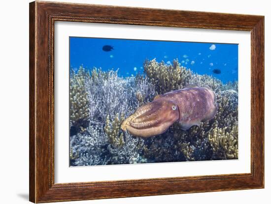 Adult broadclub cuttlefish on the reef at Sebayur Island, Flores Sea, Indonesia, Southeast Asia-Michael Nolan-Framed Photographic Print