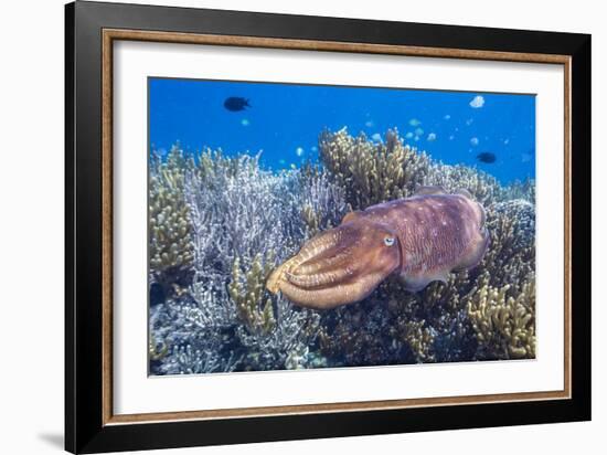 Adult broadclub cuttlefish on the reef at Sebayur Island, Flores Sea, Indonesia, Southeast Asia-Michael Nolan-Framed Photographic Print