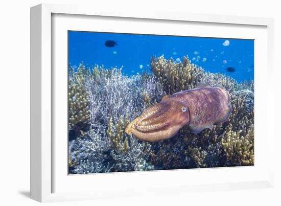 Adult broadclub cuttlefish on the reef at Sebayur Island, Flores Sea, Indonesia, Southeast Asia-Michael Nolan-Framed Photographic Print