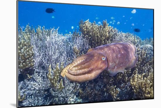 Adult broadclub cuttlefish on the reef at Sebayur Island, Flores Sea, Indonesia, Southeast Asia-Michael Nolan-Mounted Photographic Print