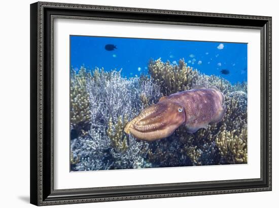 Adult broadclub cuttlefish on the reef at Sebayur Island, Flores Sea, Indonesia, Southeast Asia-Michael Nolan-Framed Photographic Print