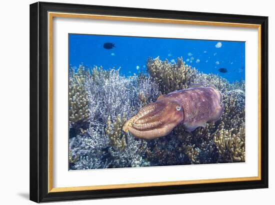 Adult broadclub cuttlefish on the reef at Sebayur Island, Flores Sea, Indonesia, Southeast Asia-Michael Nolan-Framed Photographic Print