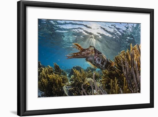 Adult broadclub cuttlefish on the reef at Sebayur Island, Flores Sea, Indonesia, Southeast Asia-Michael Nolan-Framed Photographic Print