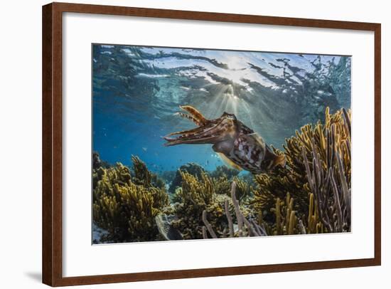 Adult broadclub cuttlefish on the reef at Sebayur Island, Flores Sea, Indonesia, Southeast Asia-Michael Nolan-Framed Photographic Print