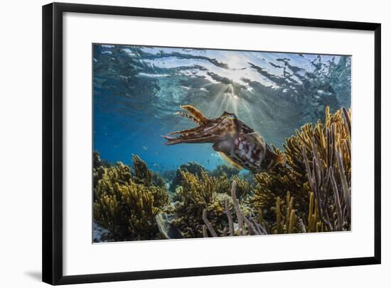 Adult broadclub cuttlefish on the reef at Sebayur Island, Flores Sea, Indonesia, Southeast Asia-Michael Nolan-Framed Photographic Print