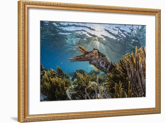 Adult broadclub cuttlefish on the reef at Sebayur Island, Flores Sea, Indonesia, Southeast Asia-Michael Nolan-Framed Photographic Print