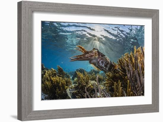 Adult broadclub cuttlefish on the reef at Sebayur Island, Flores Sea, Indonesia, Southeast Asia-Michael Nolan-Framed Photographic Print