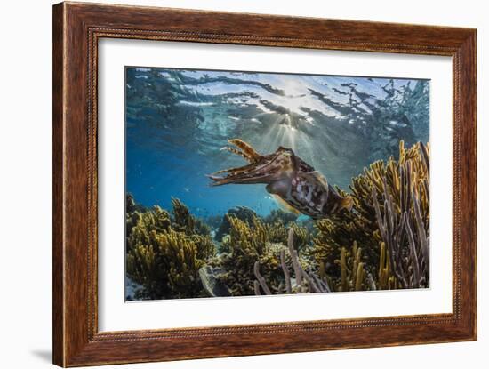 Adult broadclub cuttlefish on the reef at Sebayur Island, Flores Sea, Indonesia, Southeast Asia-Michael Nolan-Framed Photographic Print