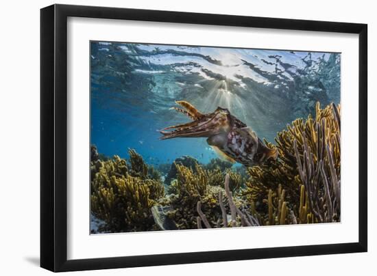 Adult broadclub cuttlefish on the reef at Sebayur Island, Flores Sea, Indonesia, Southeast Asia-Michael Nolan-Framed Photographic Print