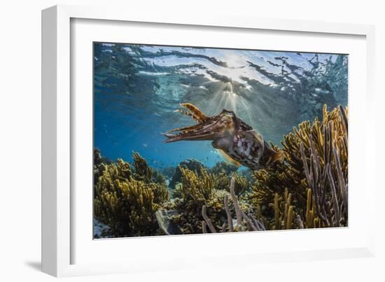 Adult broadclub cuttlefish on the reef at Sebayur Island, Flores Sea, Indonesia, Southeast Asia-Michael Nolan-Framed Photographic Print