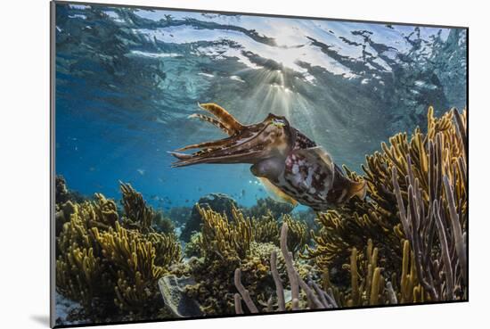 Adult broadclub cuttlefish on the reef at Sebayur Island, Flores Sea, Indonesia, Southeast Asia-Michael Nolan-Mounted Photographic Print