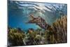 Adult broadclub cuttlefish on the reef at Sebayur Island, Flores Sea, Indonesia, Southeast Asia-Michael Nolan-Mounted Photographic Print