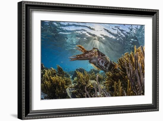 Adult broadclub cuttlefish on the reef at Sebayur Island, Flores Sea, Indonesia, Southeast Asia-Michael Nolan-Framed Photographic Print