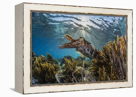 Adult broadclub cuttlefish on the reef at Sebayur Island, Flores Sea, Indonesia, Southeast Asia-Michael Nolan-Framed Premier Image Canvas