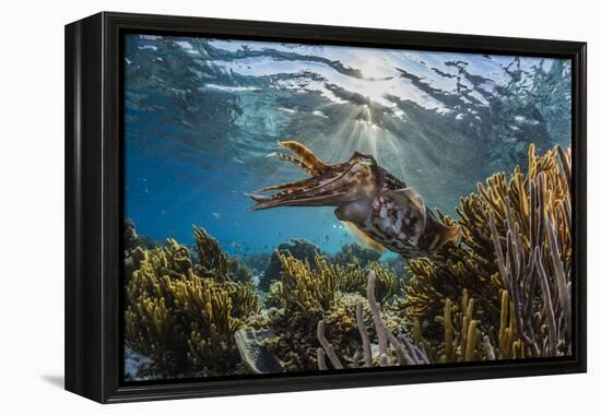 Adult broadclub cuttlefish on the reef at Sebayur Island, Flores Sea, Indonesia, Southeast Asia-Michael Nolan-Framed Premier Image Canvas