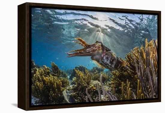 Adult broadclub cuttlefish on the reef at Sebayur Island, Flores Sea, Indonesia, Southeast Asia-Michael Nolan-Framed Premier Image Canvas