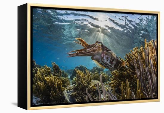 Adult broadclub cuttlefish on the reef at Sebayur Island, Flores Sea, Indonesia, Southeast Asia-Michael Nolan-Framed Premier Image Canvas