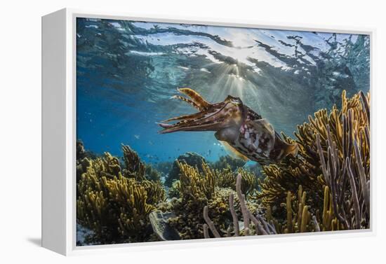 Adult broadclub cuttlefish on the reef at Sebayur Island, Flores Sea, Indonesia, Southeast Asia-Michael Nolan-Framed Premier Image Canvas