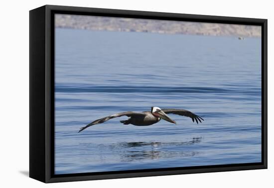 Adult Brown Pelican (Pelecanus Occidentalis), Gulf of California, Baja California, Mexico-Michael Nolan-Framed Premier Image Canvas