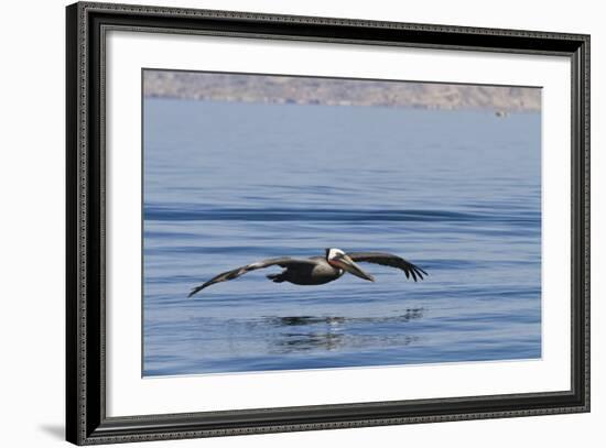 Adult Brown Pelican (Pelecanus Occidentalis), Gulf of California, Baja California, Mexico-Michael Nolan-Framed Photographic Print