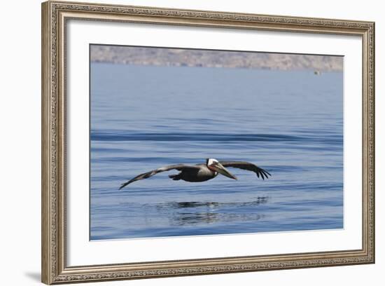 Adult Brown Pelican (Pelecanus Occidentalis), Gulf of California, Baja California, Mexico-Michael Nolan-Framed Photographic Print