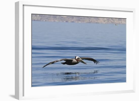 Adult Brown Pelican (Pelecanus Occidentalis), Gulf of California, Baja California, Mexico-Michael Nolan-Framed Photographic Print