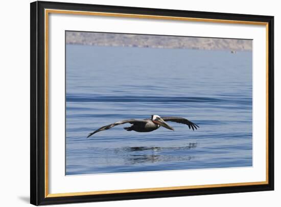 Adult Brown Pelican (Pelecanus Occidentalis), Gulf of California, Baja California, Mexico-Michael Nolan-Framed Photographic Print