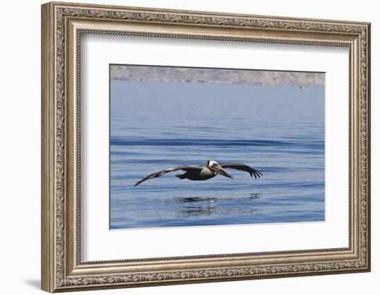 Adult Brown Pelican (Pelecanus Occidentalis), Gulf of California, Baja California, Mexico-Michael Nolan-Framed Photographic Print