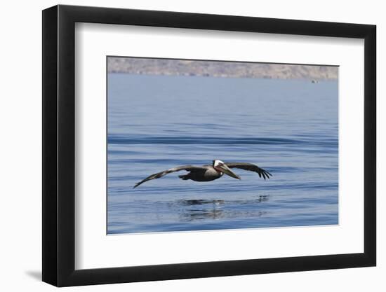 Adult Brown Pelican (Pelecanus Occidentalis), Gulf of California, Baja California, Mexico-Michael Nolan-Framed Photographic Print