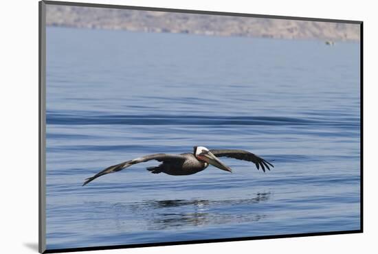 Adult Brown Pelican (Pelecanus Occidentalis), Gulf of California, Baja California, Mexico-Michael Nolan-Mounted Photographic Print