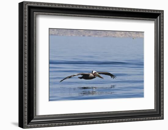 Adult Brown Pelican (Pelecanus Occidentalis), Gulf of California, Baja California, Mexico-Michael Nolan-Framed Photographic Print