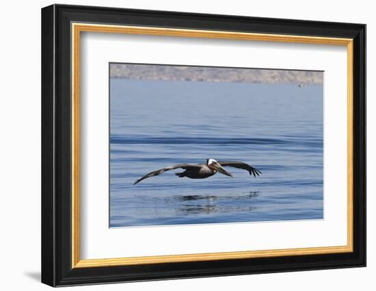 Adult Brown Pelican (Pelecanus Occidentalis), Gulf of California, Baja California, Mexico-Michael Nolan-Framed Photographic Print