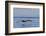 Adult Brown Pelican (Pelecanus Occidentalis), Gulf of California, Baja California, Mexico-Michael Nolan-Framed Photographic Print