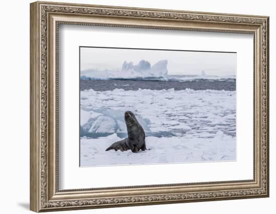 Adult Bull Antarctic Fur Seal (Arctocephalus Gazella), Antarctica, Polar Regions-Michael Nolan-Framed Photographic Print