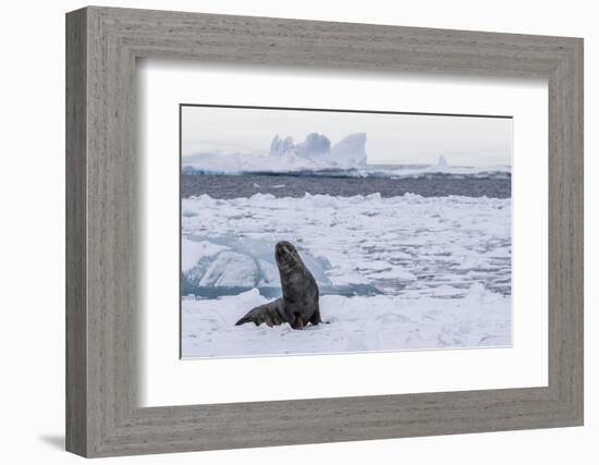 Adult Bull Antarctic Fur Seal (Arctocephalus Gazella), Antarctica, Polar Regions-Michael Nolan-Framed Photographic Print