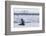 Adult Bull Antarctic Fur Seal (Arctocephalus Gazella), Antarctica, Polar Regions-Michael Nolan-Framed Photographic Print