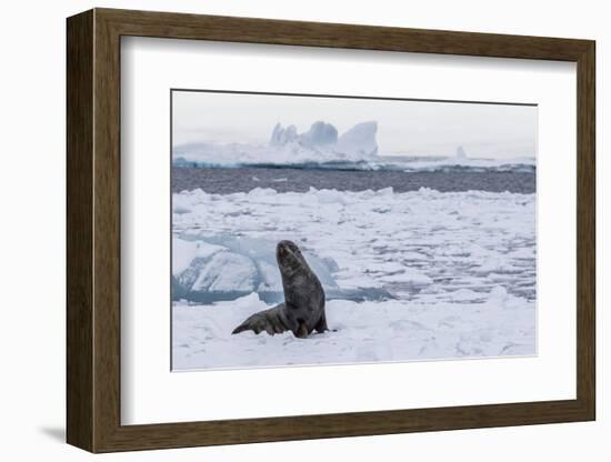 Adult Bull Antarctic Fur Seal (Arctocephalus Gazella), Antarctica, Polar Regions-Michael Nolan-Framed Photographic Print