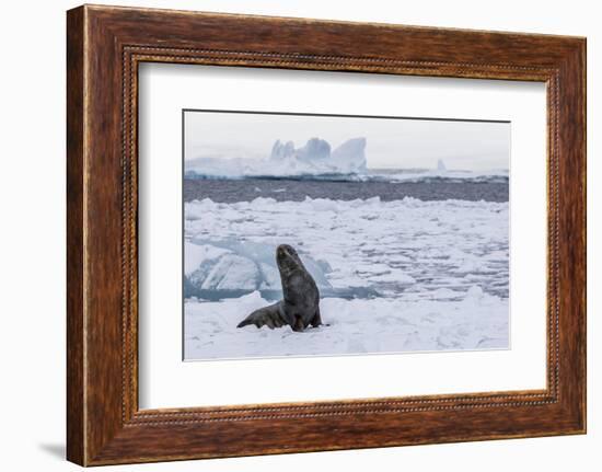 Adult Bull Antarctic Fur Seal (Arctocephalus Gazella), Antarctica, Polar Regions-Michael Nolan-Framed Photographic Print