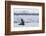 Adult Bull Antarctic Fur Seal (Arctocephalus Gazella), Antarctica, Polar Regions-Michael Nolan-Framed Photographic Print