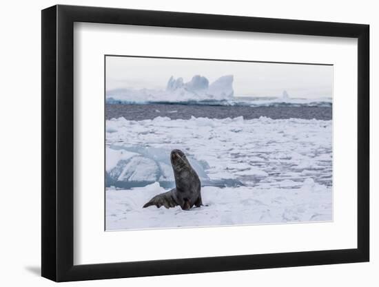 Adult Bull Antarctic Fur Seal (Arctocephalus Gazella), Antarctica, Polar Regions-Michael Nolan-Framed Photographic Print