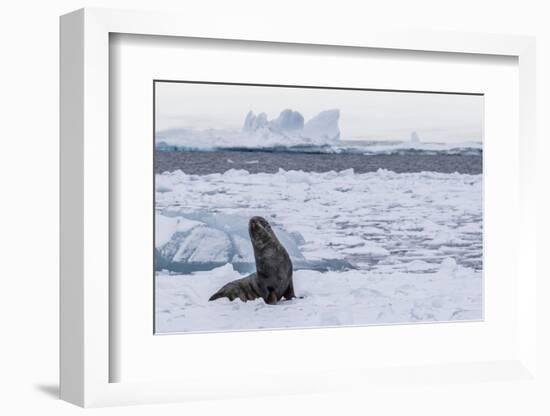 Adult Bull Antarctic Fur Seal (Arctocephalus Gazella), Antarctica, Polar Regions-Michael Nolan-Framed Photographic Print