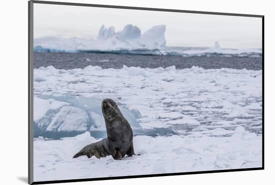 Adult Bull Antarctic Fur Seal (Arctocephalus Gazella), Antarctica, Polar Regions-Michael Nolan-Mounted Photographic Print