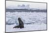 Adult Bull Antarctic Fur Seal (Arctocephalus Gazella), Antarctica, Polar Regions-Michael Nolan-Mounted Photographic Print