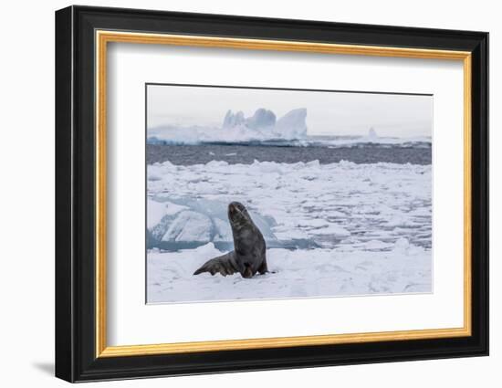 Adult Bull Antarctic Fur Seal (Arctocephalus Gazella), Antarctica, Polar Regions-Michael Nolan-Framed Photographic Print