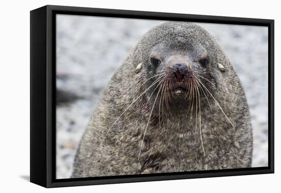 Adult Bull Antarctic Fur Seal (Arctocephalus Gazella), Head Detail, Stromness Harbor, South Georgia-Michael Nolan-Framed Premier Image Canvas