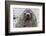 Adult Bull Antarctic Fur Seal (Arctocephalus Gazella), Head Detail, Stromness Harbor, South Georgia-Michael Nolan-Framed Photographic Print