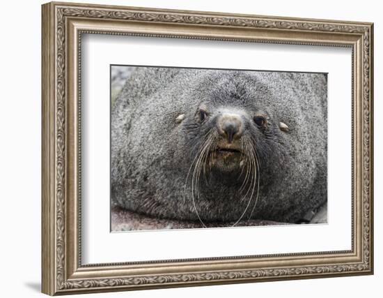 Adult Bull Antarctic Fur Seal (Arctocephalus Gazella), Head Detail, Stromness Harbor, South Georgia-Michael Nolan-Framed Photographic Print